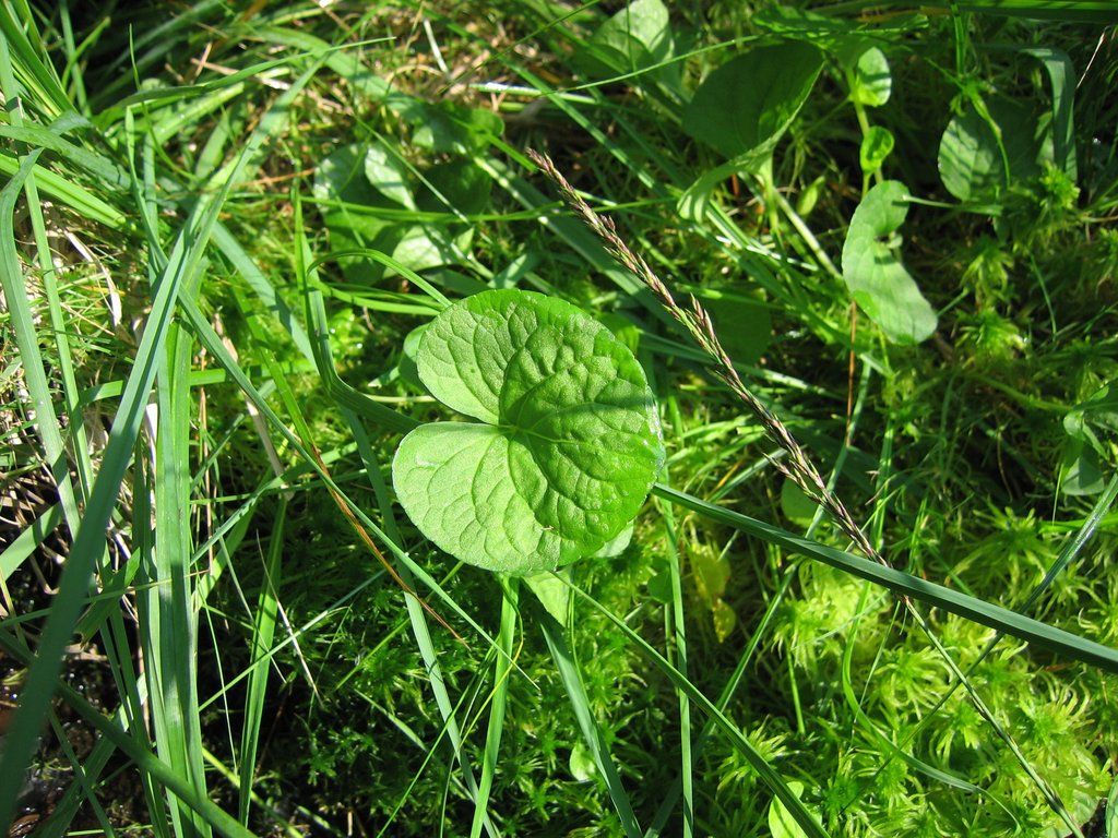 Viola palustris